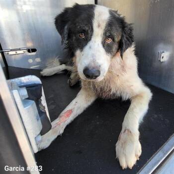 HARPER -  Great Pyrenees Dog for Adoption in San Antonio, Texas - HARPER | PetCurious