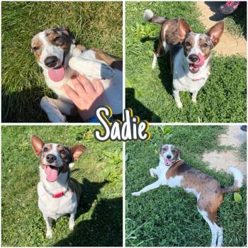 Sadie -  Terrier Dog for Adoption in Pierceton, Indiana - Sadie | PetCurious