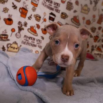 Scallop -  Pit Bull Terrier and Mixed Breed Dog for Adoption in Avon, Ohio - Scallop | PetCurious