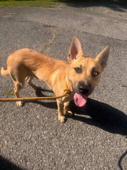 Molly -  Shepherd Dog for Adoption in Clarksville, Tennessee - Molly | PetCurious