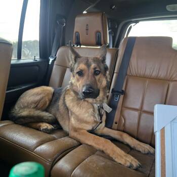 German Shepherd Dog Dogs Available for Adoption in Council Bluffs, Iowa - Gunther | PetCurious