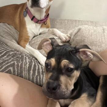Rocky -  Boxer and Mixed Breed Dog for Adoption in Northville, Michigan - Rocky | PetCurious