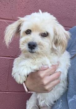 Annie -  Havanese Dog for Adoption in Malvern, Pennsylvania - Annie | PetCurious