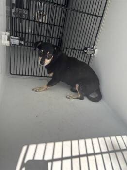 A662177 -  Chihuahua Dog for Adoption in Houston, Texas - A662177 | PetCurious