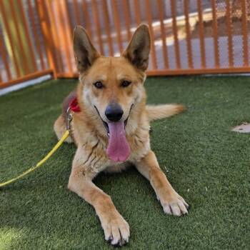 CHEWY -  German Shepherd Dog Dog for Adoption in Las Vegas, Nevada - CHEWY | PetCurious