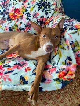 Charlotte -  Chihuahua and Feist Dog for Adoption in Dandridge, Tennessee - Charlotte | PetCurious