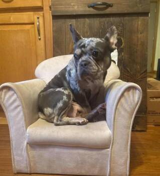 Hulk -  French Bulldog Dog for Adoption in Ashville, Ohio - Hulk | PetCurious