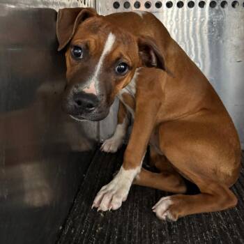 Terrier and Hound Dogs Available for Adoption - Anissa | PetCurious