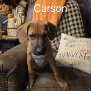 Carson #6 -  Boxer and Black Mouth Cur Dog for Adoption in Bartlett, Tennessee - Carson #6 | PetCurious
