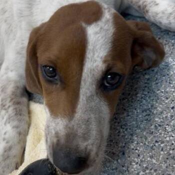 Trinity -  Redbone Coonhound and Mixed Breed Dog for Adoption in Waynesville, North Carolina - Trinity | PetCurious