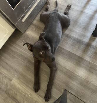 Ajax -  Staffordshire Bull Terrier Dog for Adoption in Thornton, Colorado - Ajax | PetCurious