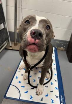 Pit Bull Terrier Dogs Available for Adoption in Peoria, Illinois - RAYA | PetCurious