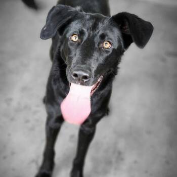 Labrador Retriever Dogs Available for Adoption - Huntress | PetCurious
