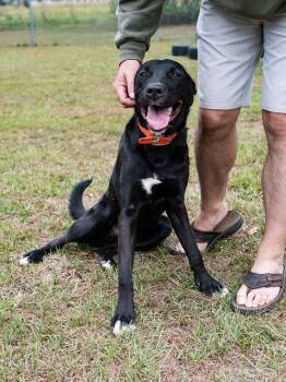 Rescue Black Labrador Retriever Dogs for Adoption in Sanford, Florida - Echo | PetCurious