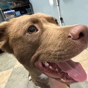 Mixed Breed Dogs Available for Adoption in Chattanooga, Tennessee - Buttercup | PetCurious