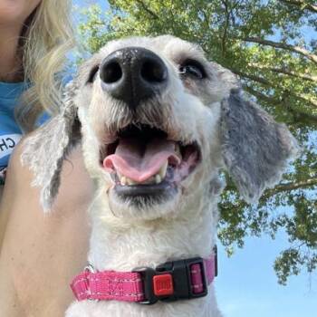 Jacob -  Poodle and Mixed Breed Dog for Adoption in Wheaton, Illinois - Jacob | PetCurious