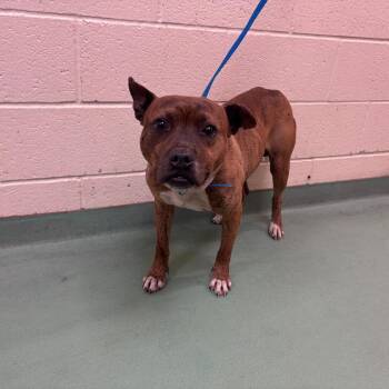 Mixed Breed Dogs Available for Adoption in Memphis, Tennessee - Keith | PetCurious