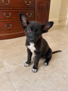 Zack -  Shepherd and Mixed Breed Dog for Adoption in Saugus, Massachusetts - Zack | PetCurious