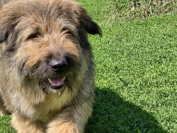 Mousey -  German Shepherd Dog Dog for Adoption in Ilderton, Ontario - Mousey | PetCurious