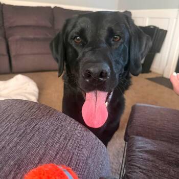 Zero -  Labrador Retriever Dog for Adoption in Elkton, Maryland - Zero | PetCurious
