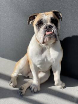 English Bulldog Dogs Available for Adoption in North Miami Beach, Florida - Ella | PetCurious