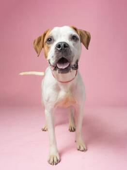 Wanda -  Pit Bull Terrier and Mixed Breed Dog for Adoption in Atlanta, Georgia - Wanda | PetCurious