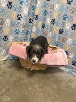 Australian Shepherd and Mixed Breed Dogs Available for Adoption in Rosenberg, Texas - ZELDA | PetCurious