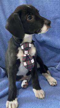 Calvin -  Beagle Dog for Adoption in Newport, Kentucky - Calvin | PetCurious