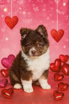 Corgi Dogs Available for Adoption - Zane | PetCurious