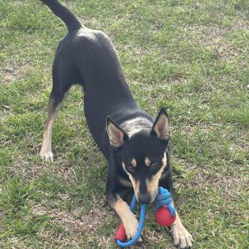 Amani -  Husky and Cattle Dog Dog for Adoption in Baytown, Texas - Amani | PetCurious
