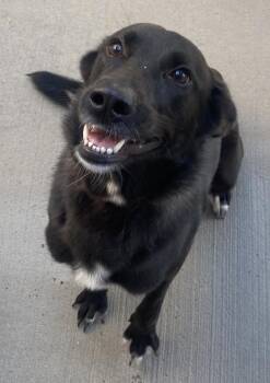 Rescue Mixed Breed Dogs for Adoption in Neillsville, Wisconsin - Willow | PetCurious