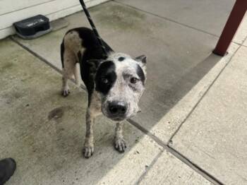 CAT -  Australian Cattle Dog Blue Heeler Dog for Adoption in Texas City, Texas - CAT | PetCurious