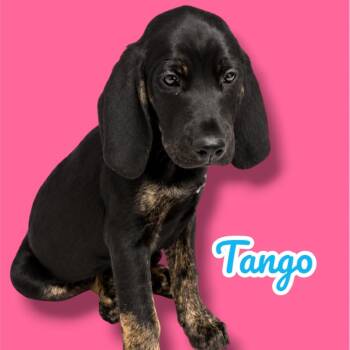 Black And Tan Coonhound and Plott Hound Dogs Available for Adoption in Scottsdale, Arizona - Tango | PetCurious