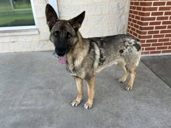 MOSS -  German Shepherd Dog and Mixed Breed Dog for Adoption in Grand Prairie, Texas - MOSS | PetCurious