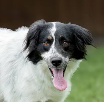 Freckles -  Border Collie Dog for Adoption in Houston, Texas - Freckles | PetCurious