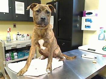 KILA -  Hound Dog Available for Adoption in Cookeville, Tennessee - KILA | PetCurious