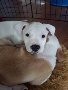 Ginji -  Mixed Breed Dog for Adoption in Honolulu, Hawaii - Ginji | PetCurious