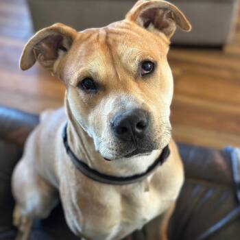 Rescue Labrador Retriever and Shar Pei Dogs for Adoption in Springfield, Missouri - 1693 Biscotti | PetCurious