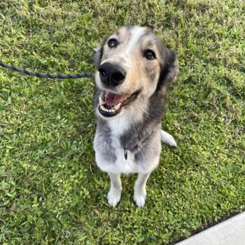 Rescue Husky and Collie Dogs for Adoption in Fort Pierce, Florida - Happy | PetCurious