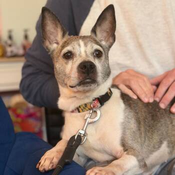 Xena -  Mixed Breed and Boston Terrier Dog for Adoption in Fredericksburg, Virginia - Xena | PetCurious