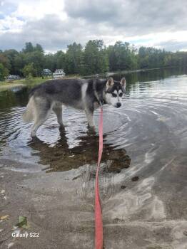 Shadow -  Siberian Husky Dog for Adoption in Hartford, Vermont - Shadow | PetCurious