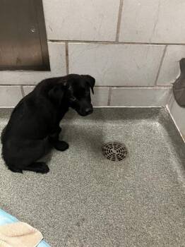 Labrador Retriever Dogs Available for Adoption in Dallas, Texas - PIPER | PetCurious