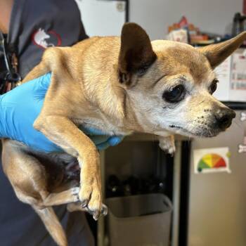 IVHS-Stray-141781 -  Chihuahua Dog for Adoption in San Gabriel, California - IVHS-Stray-141781 | PetCurious