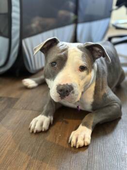 Coraline -  Pit Bull Terrier Dog for Adoption in West Hollywood, California - Coraline | PetCurious