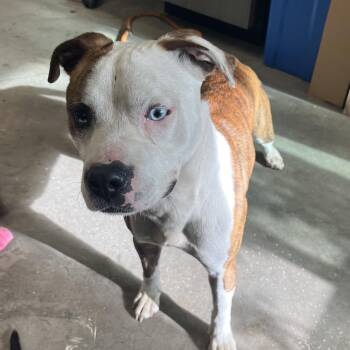 Terrier Dogs Available for Adoption in Tampa, Florida - Terek | PetCurious