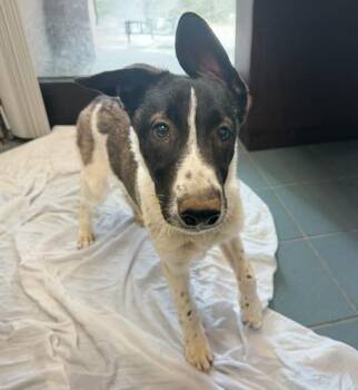 Alexis Rose -  Mixed Breed Dog for Adoption in Nashville, Tennessee - Alexis Rose | PetCurious