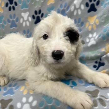 Dalmatian and Poodle Dogs Available for Adoption - Lacey | PetCurious