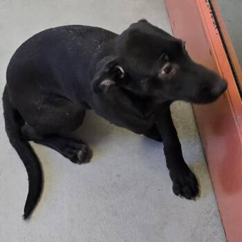 nora -  Black Labrador Retriever and German Shepherd Dog Dog for Adoption in Glasgow, Kentucky - Nora | PetCurious