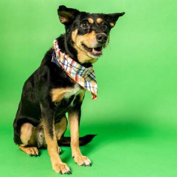 TILLIE -  Labrador Retriever and Mixed Breed Dog for Adoption in St. Louis, Missouri - TILLIE | PetCurious
