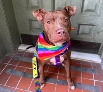Rescue Mixed Breed Dogs for Adoption in New York, New York - Tourmaline | PetCurious